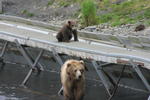 Bear Viewing Kodiak Island Alaska